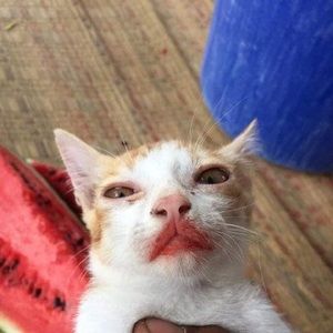 Meet your Posher, Eli